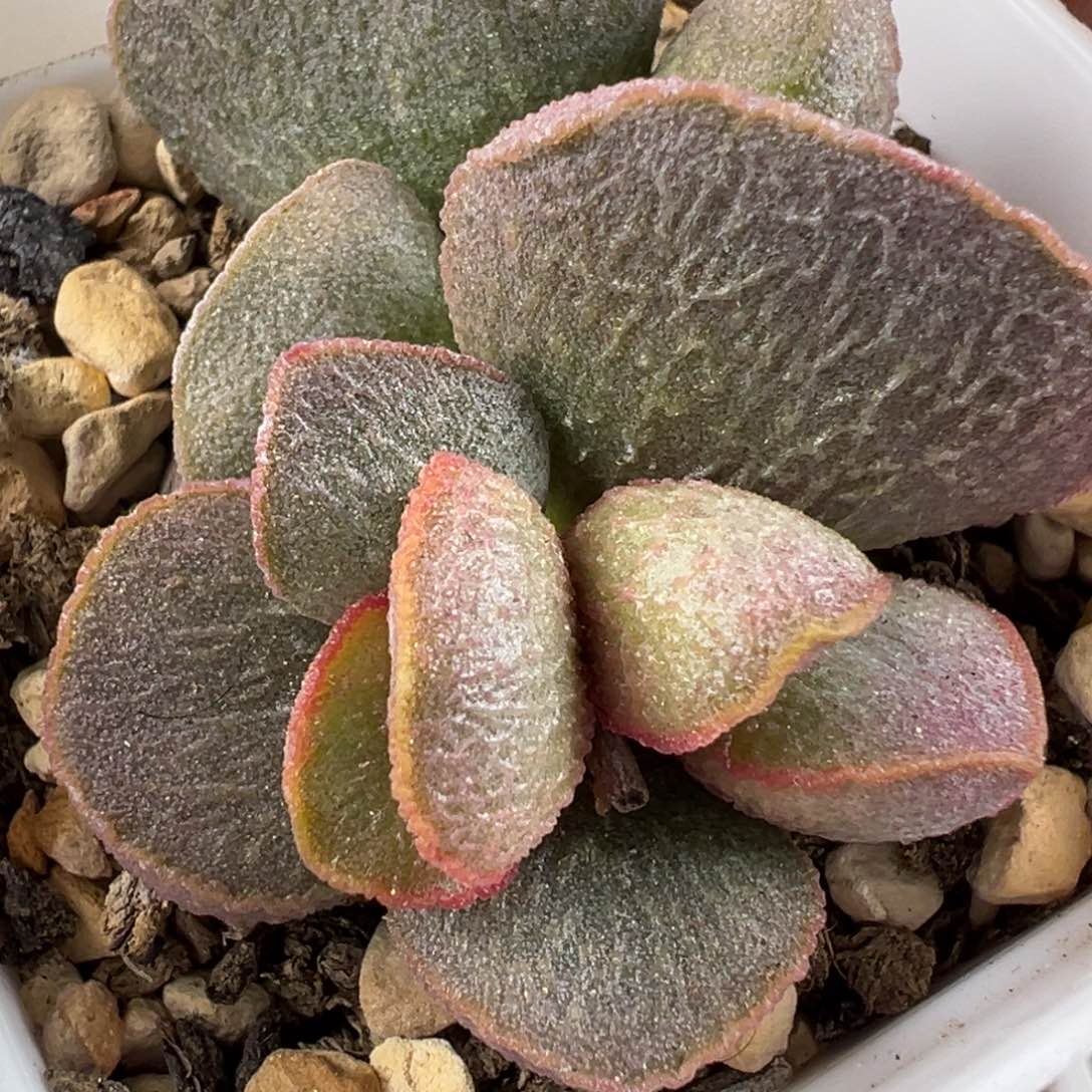 实生新品多肉植物水泡