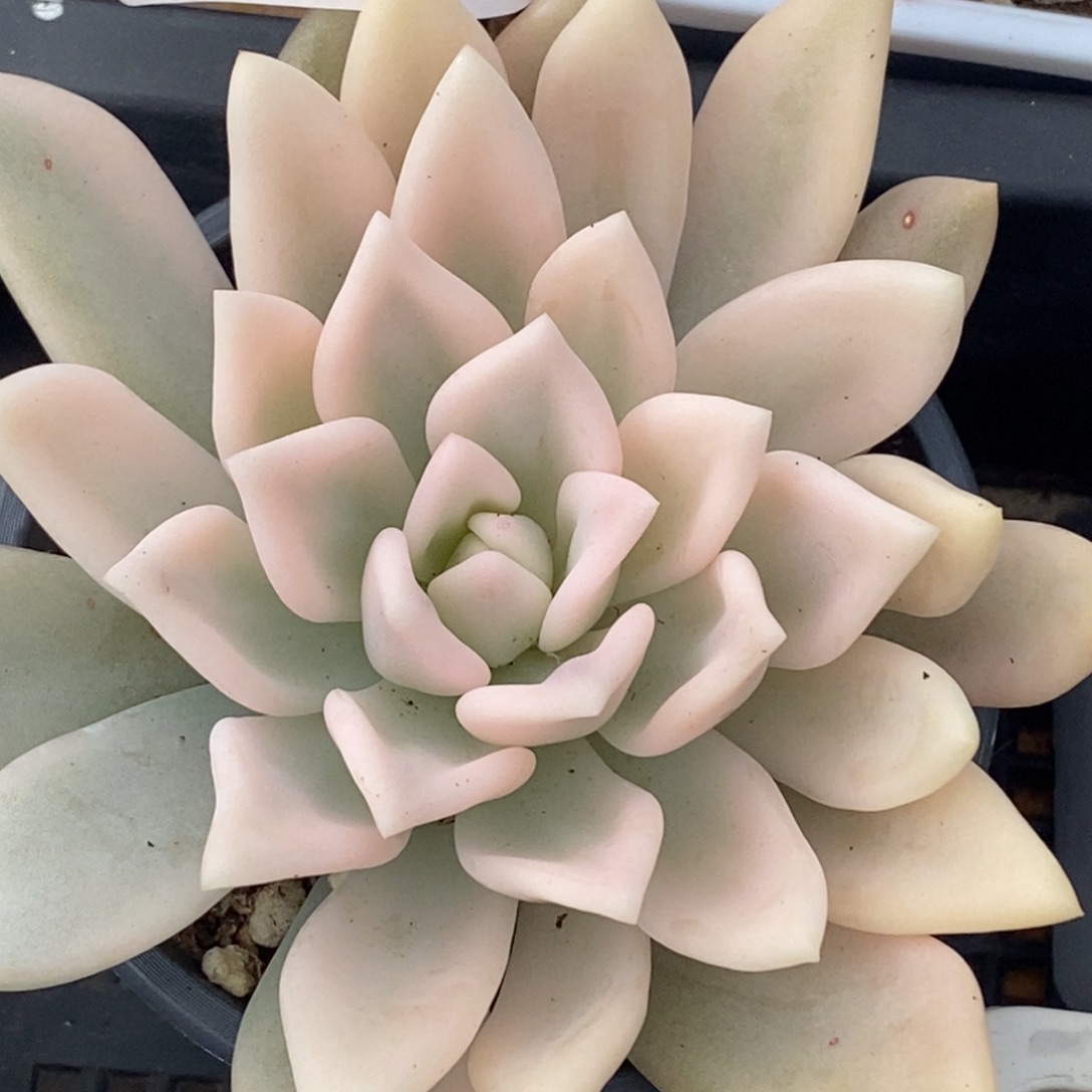 566奥普琳娜锦宽锦边