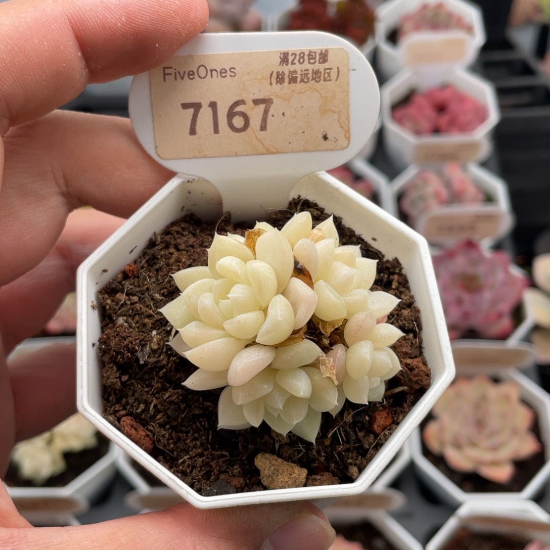 白天鹅7167-4.5厘米