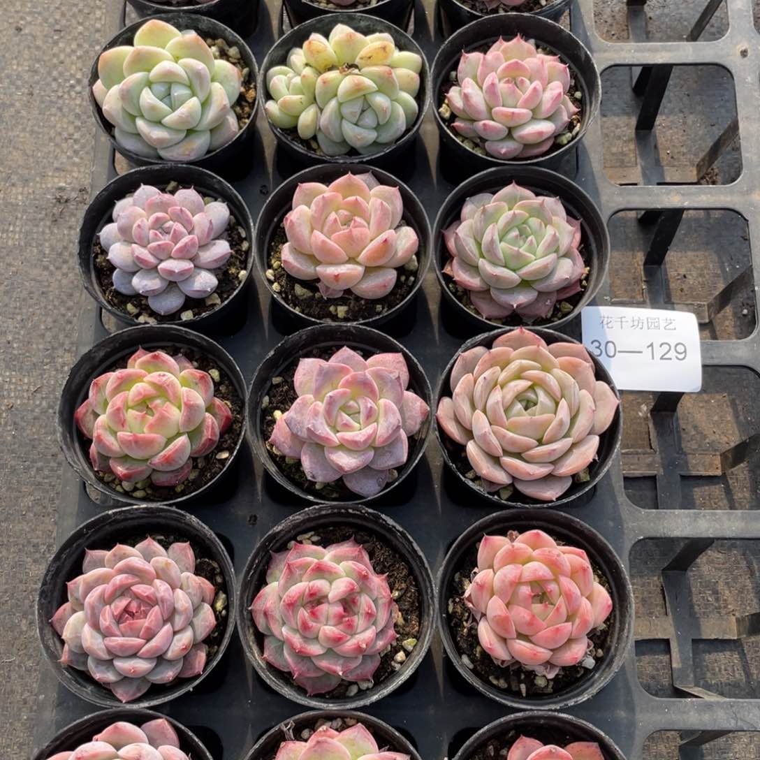 一物一拍18颗30-129