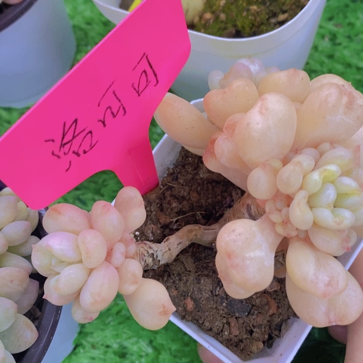 多肉植物。开心多肉