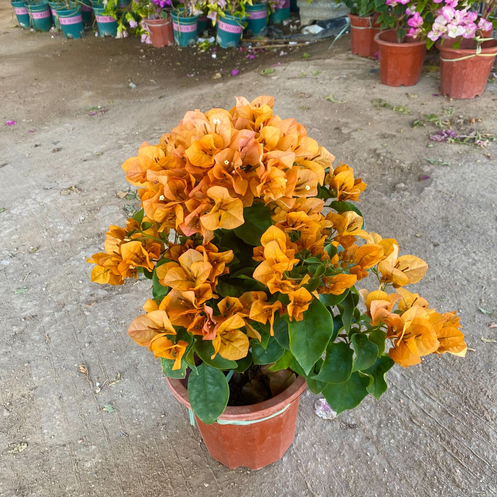 [金色光辉]三角梅开花超勤好养掉花掉叶介意慎拍