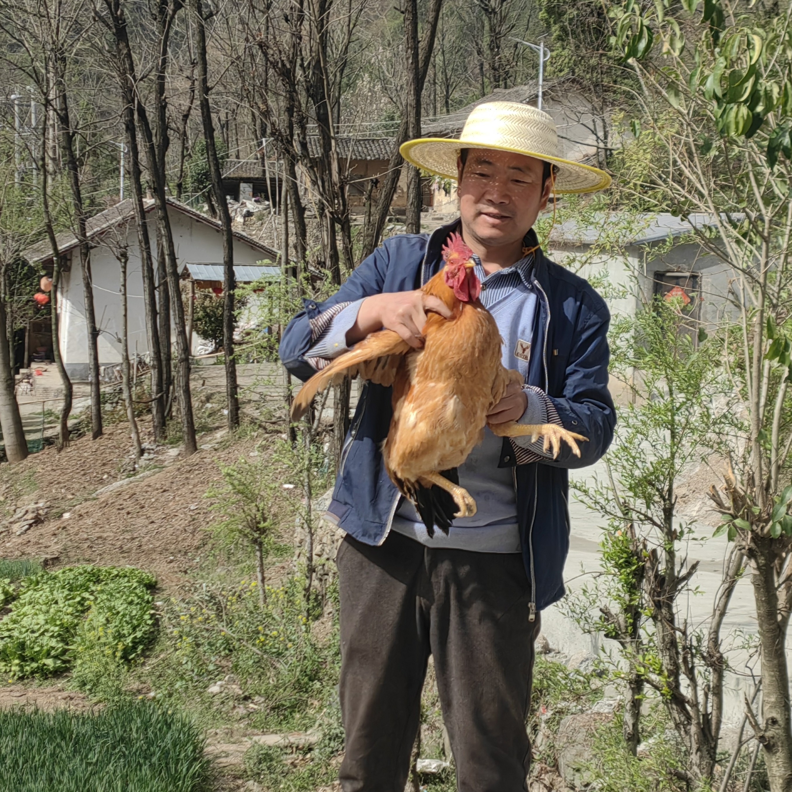 湖北十堰武当山下农家散养走地鸡 小笨鸡 乌骨鸡 营养美味