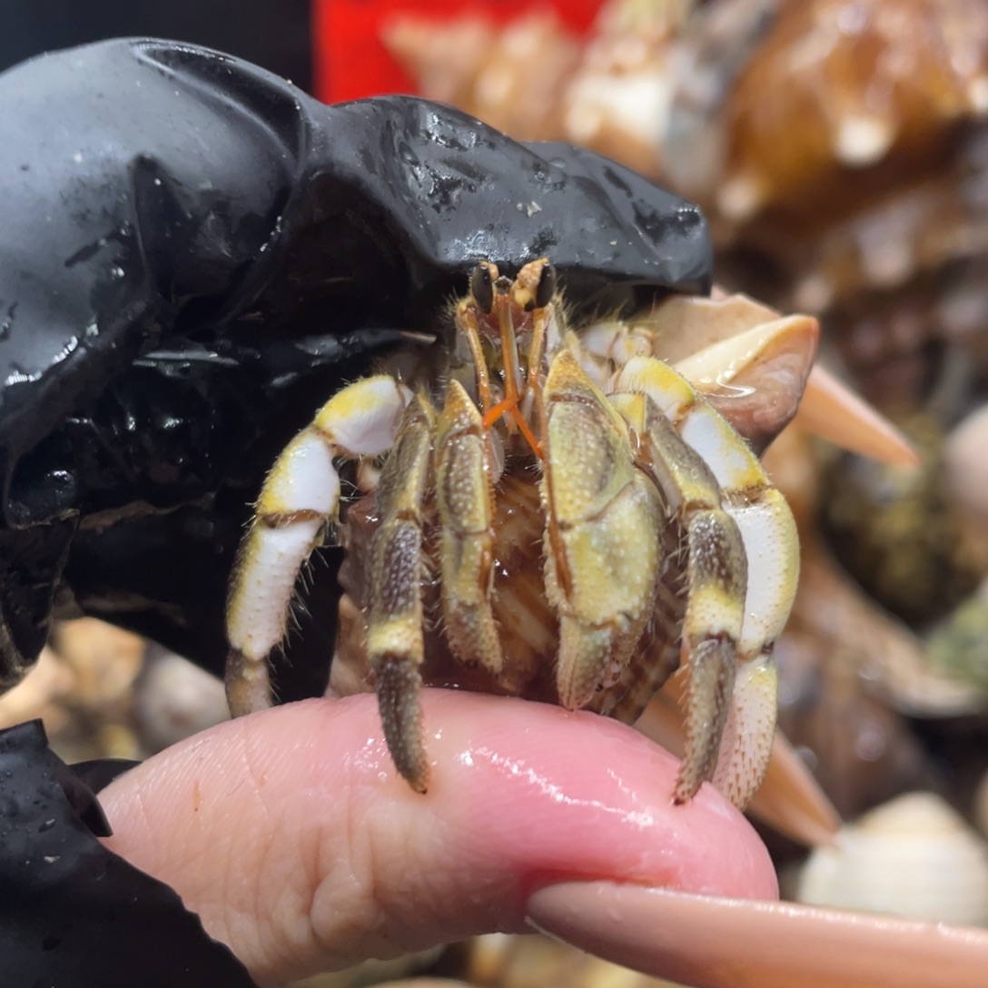 不退不换谢谢支持58