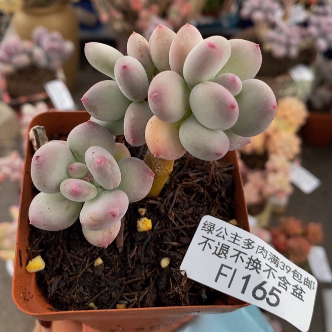 苹果奶165/5cm叶片发黄