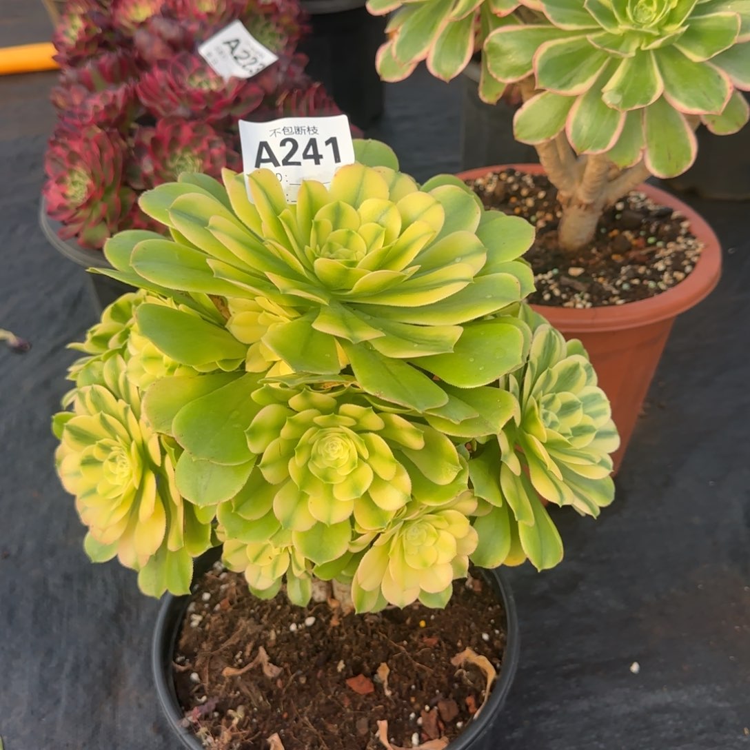 精品多肉植物241