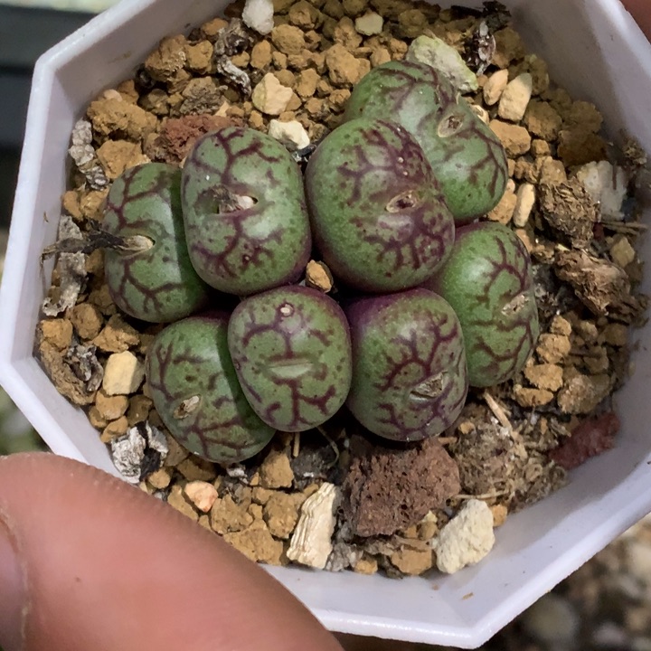 精品多肉植物猴脸杂墨