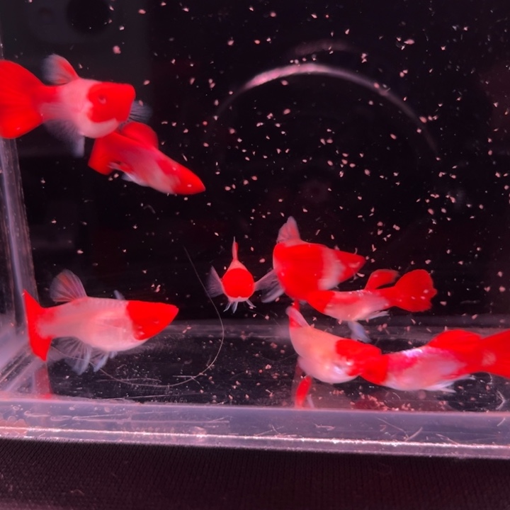 孔雀鱼鸿运当头短球4对