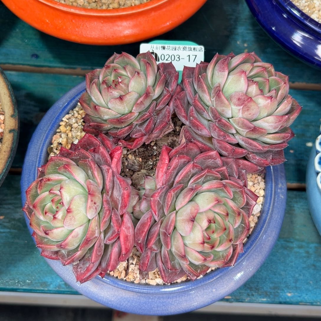 多肉一物一拍0203-17