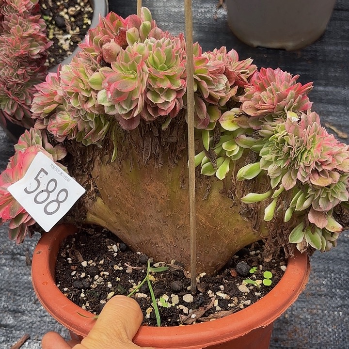 多肉植物缀化成588个