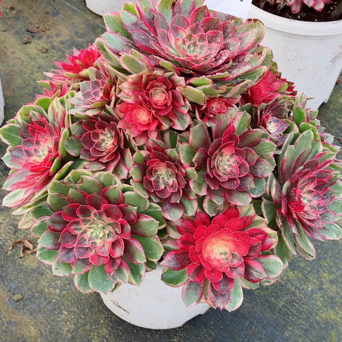 无花朵✨****✨多肉植物黑魔锦717