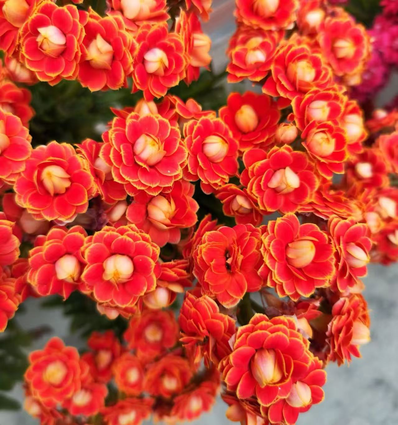 【处理款】金狐狸~ 长寿花 带花苞发货