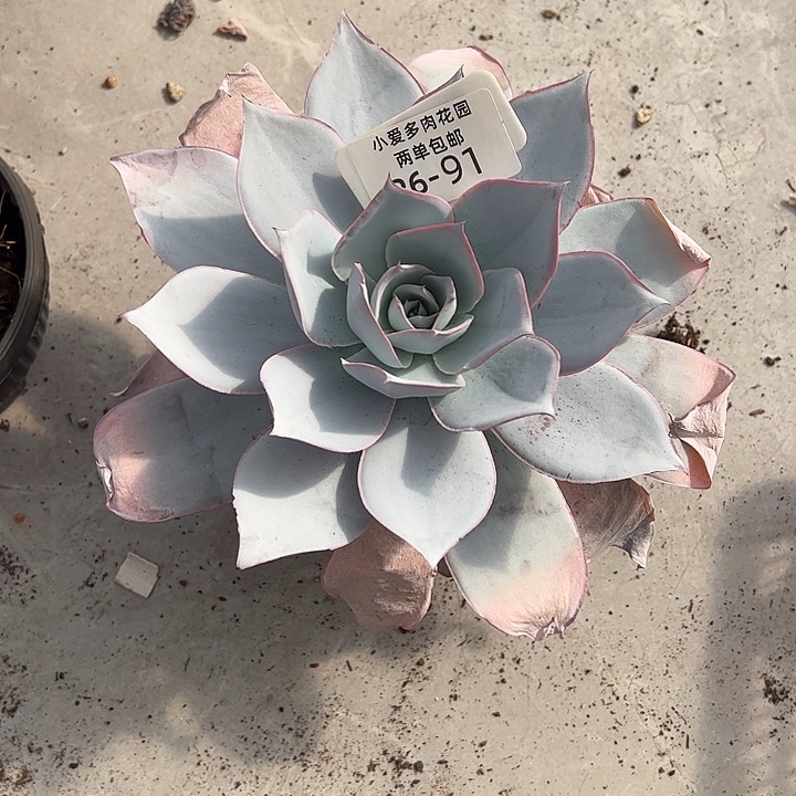 娜***姐多肉植物组合盆栽26-91