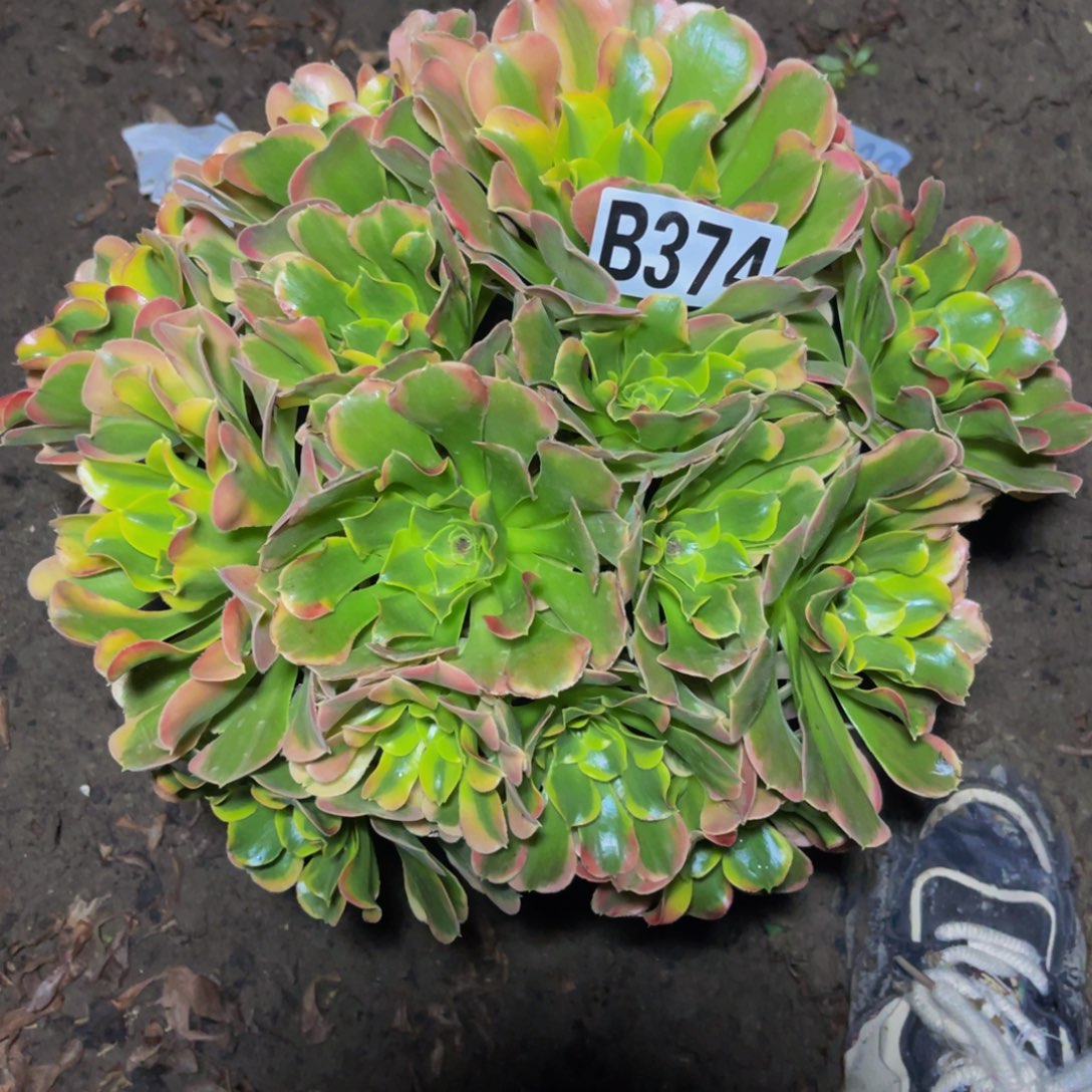 炫彩法师26///////39包邮