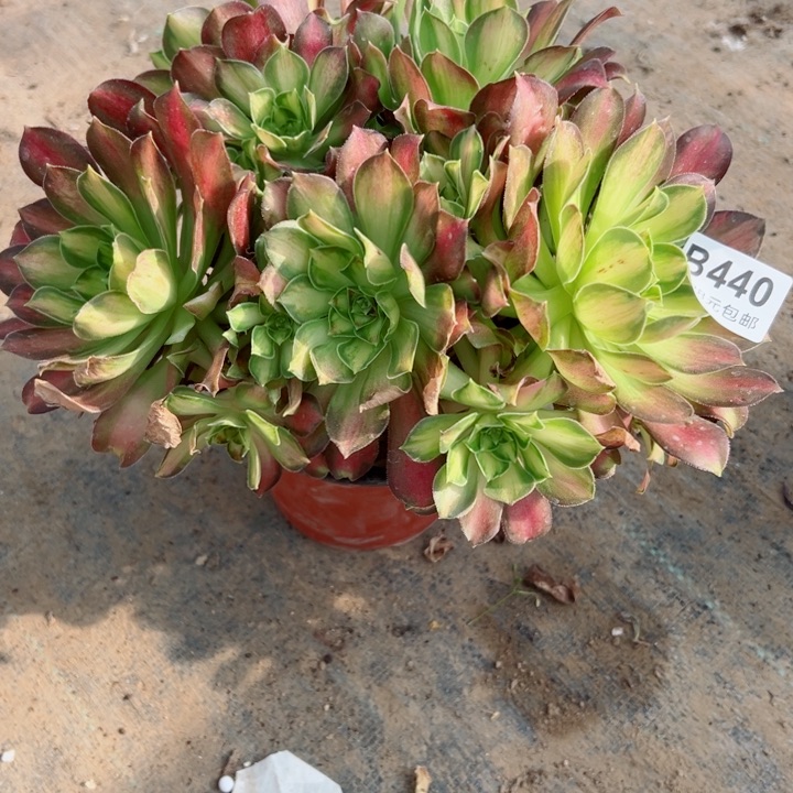 440韶华多肉植物
