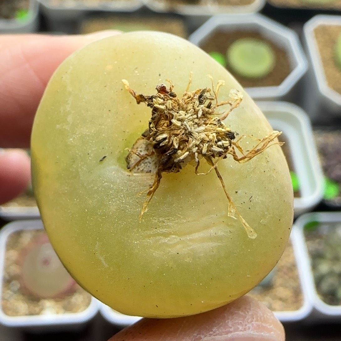 磨砂漂亮多肉植物213
