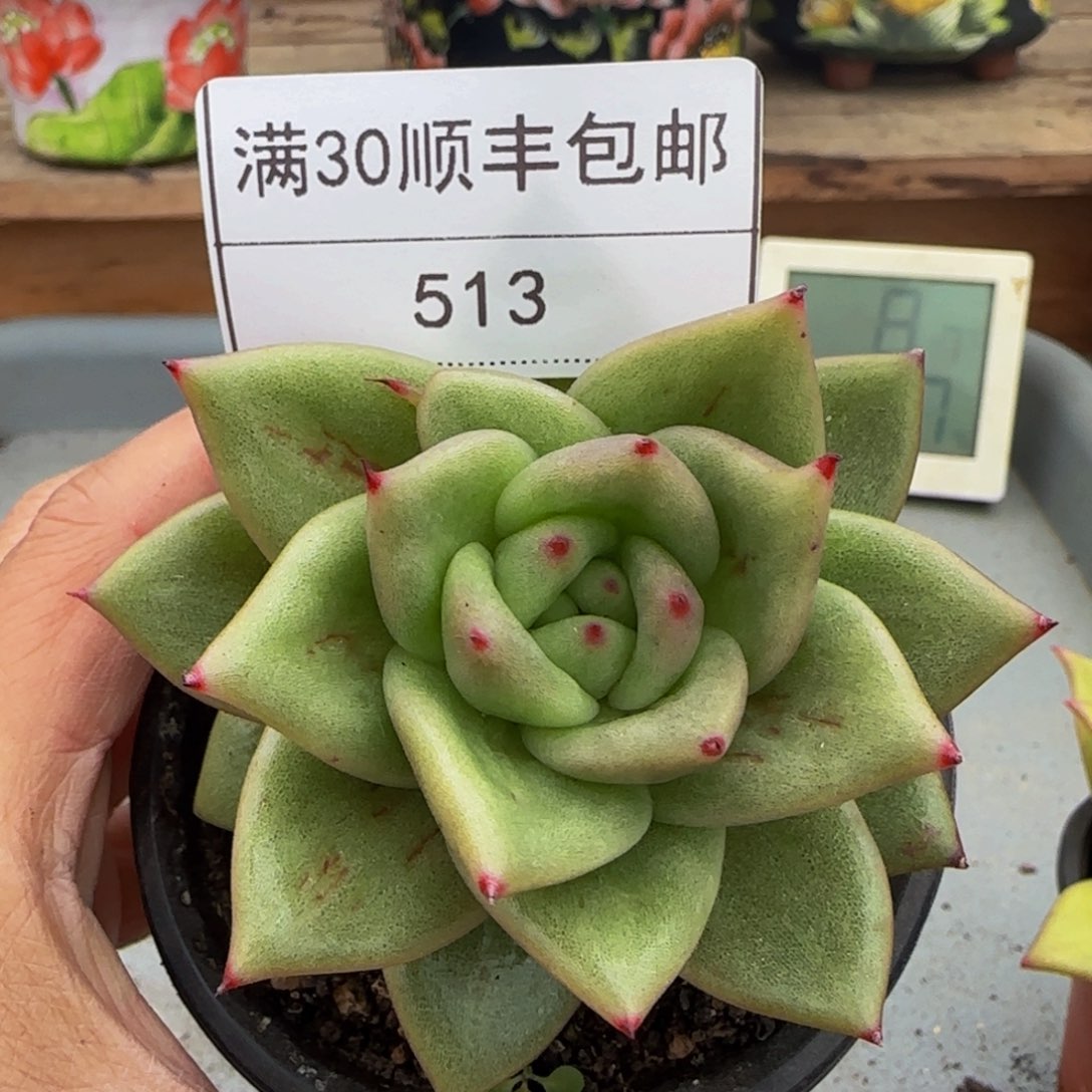 513蔷薇玛丽亚多肉单头