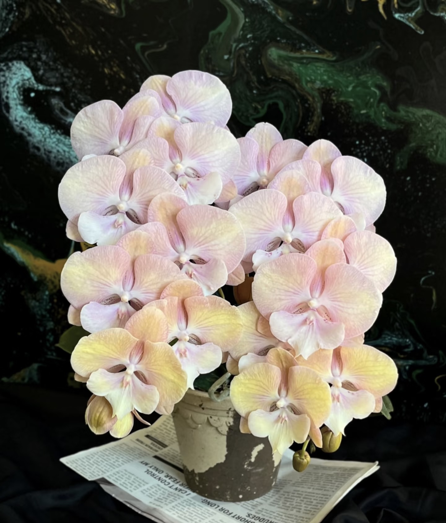 彩虹独角兽蝴蝶兰3.5加高成熟苗不带花室内盆栽植物基地直发