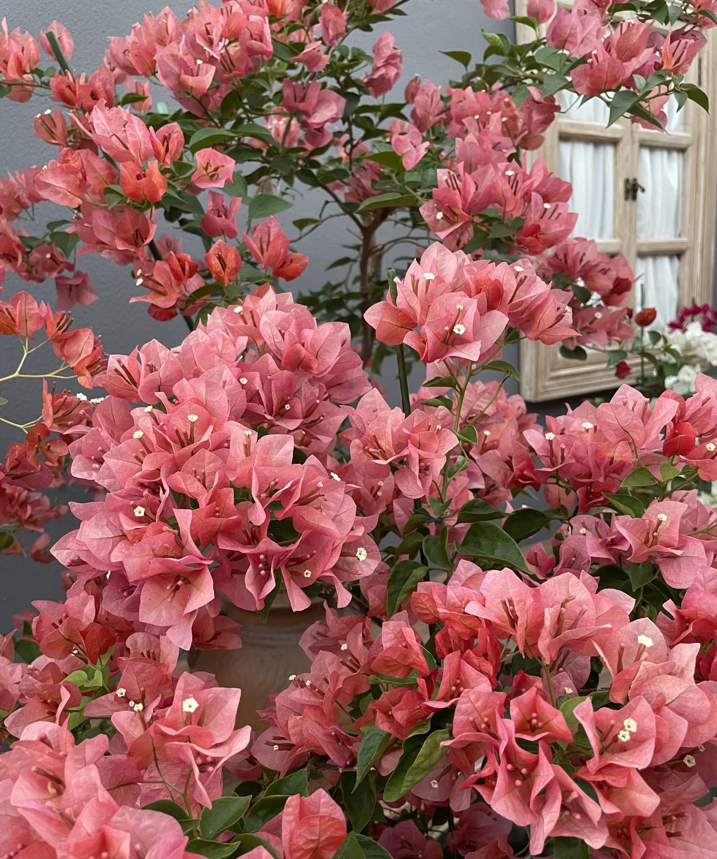 基地三角梅一盆