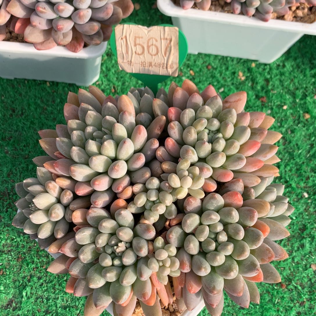 七彩奶糖无砍平头1567