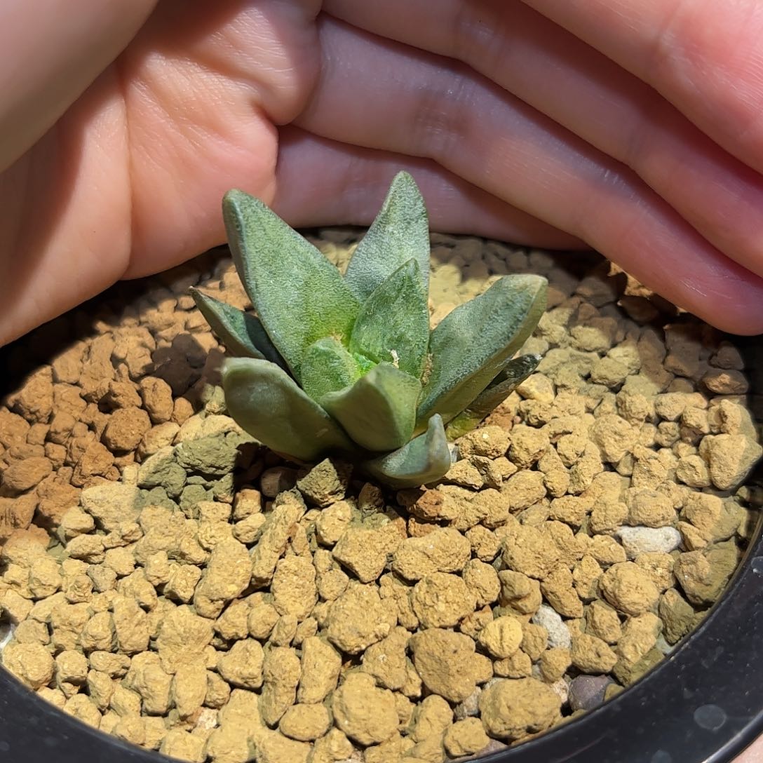 3.8cm实生仲永龙角牡丹萝卜根