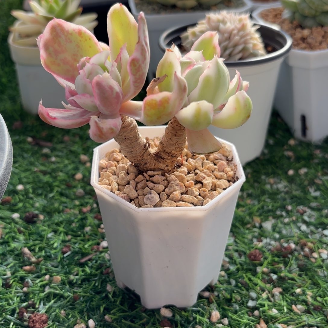 伯克利锦一物一拍