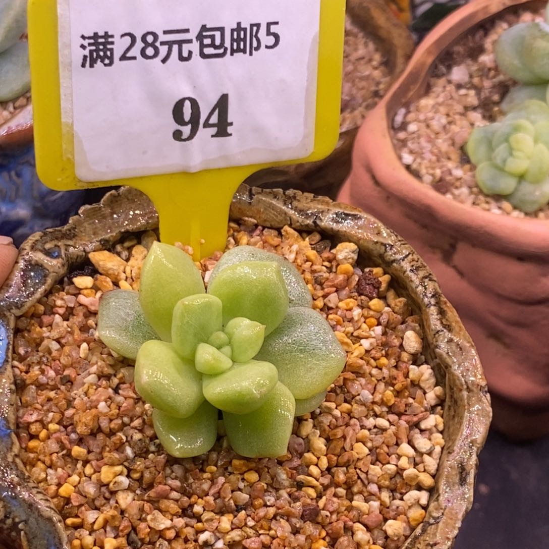 594冰玉石化锦多肉植物