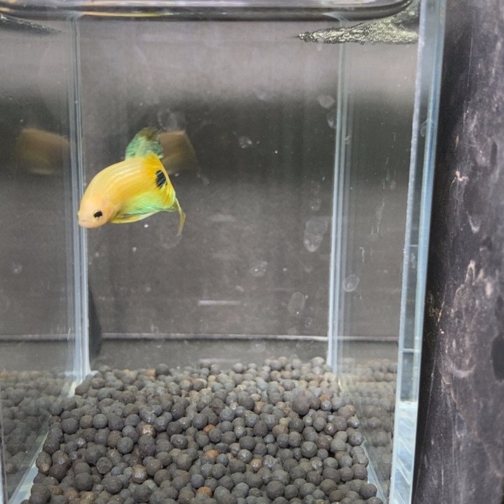 斗鱼泰国斗鱼590号