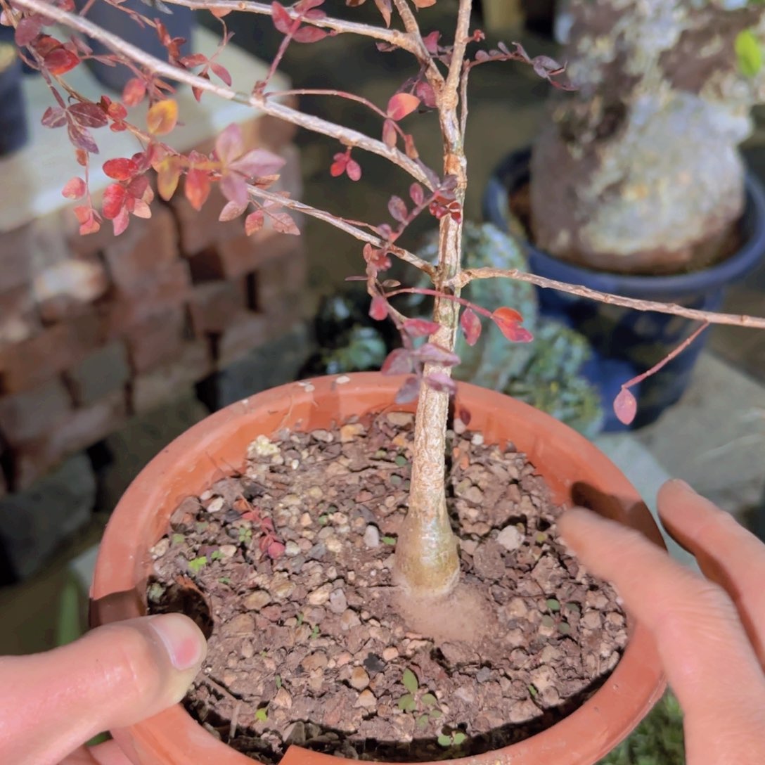 K***n块根植物块根植物