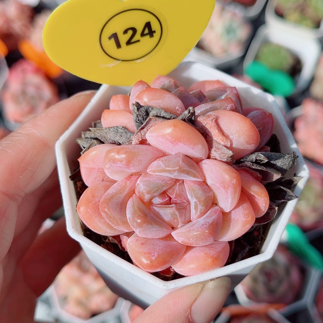 124号小老桩糖心双头