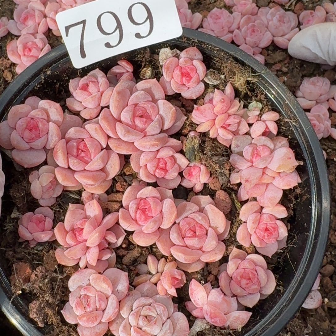 多肉植物多肉植物799