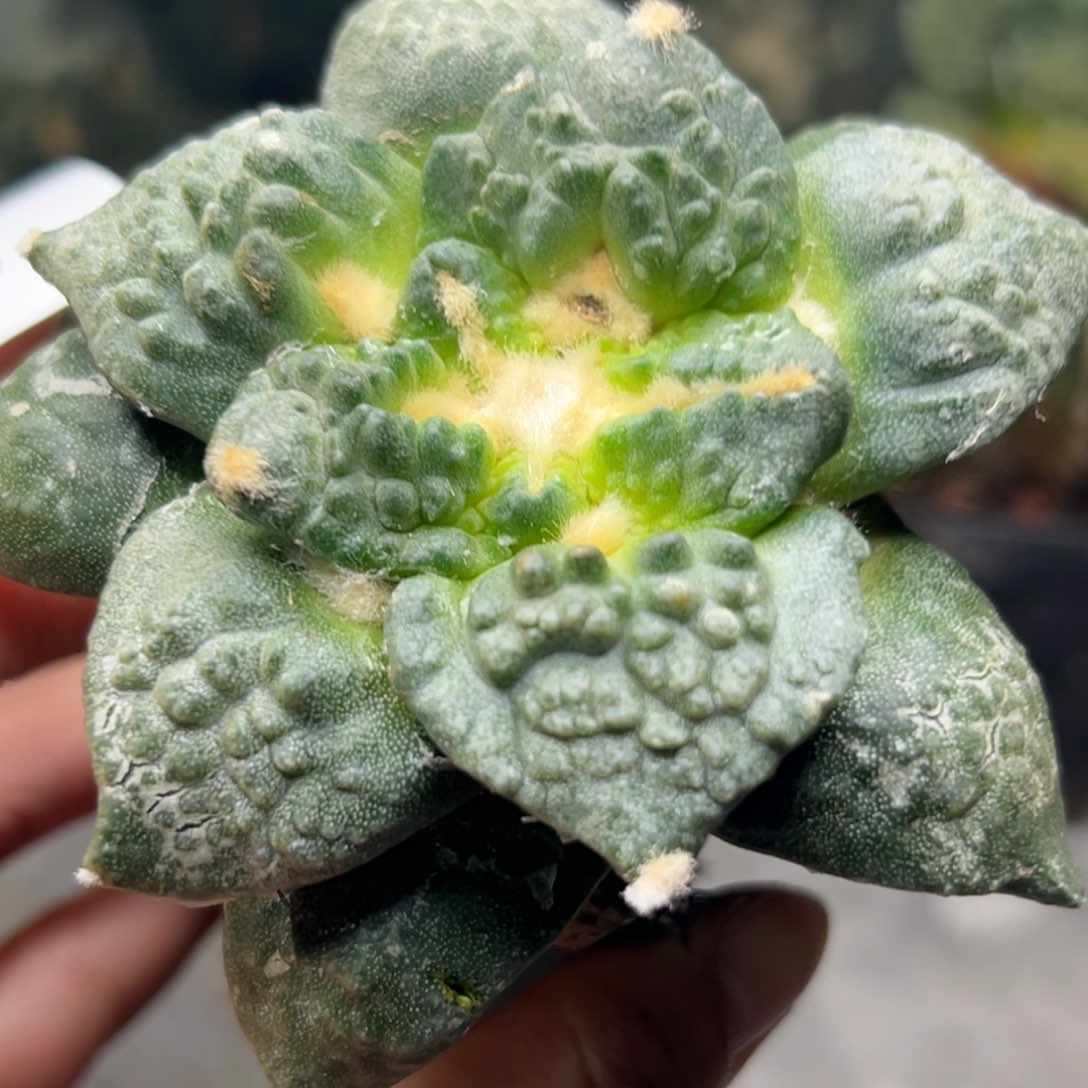 780 仙人球的比赛将