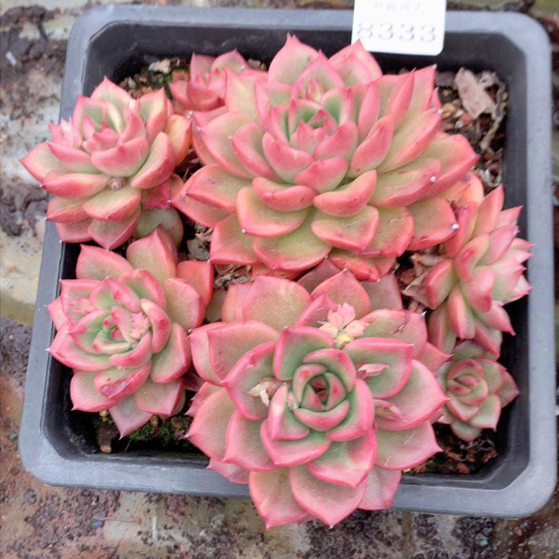 8333杂交多肉植物基地