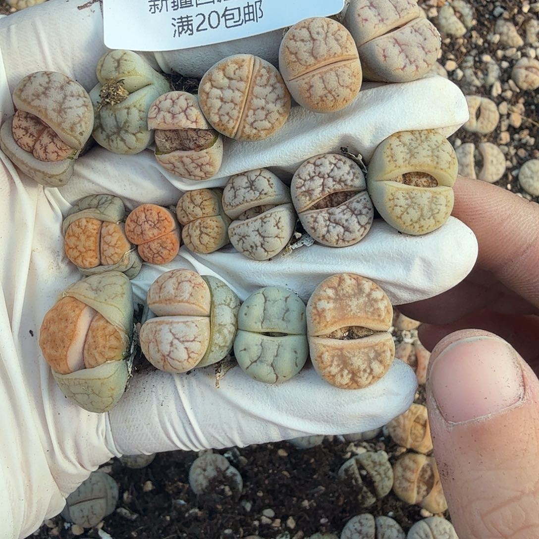 我想吃东西我自己来嘛400是