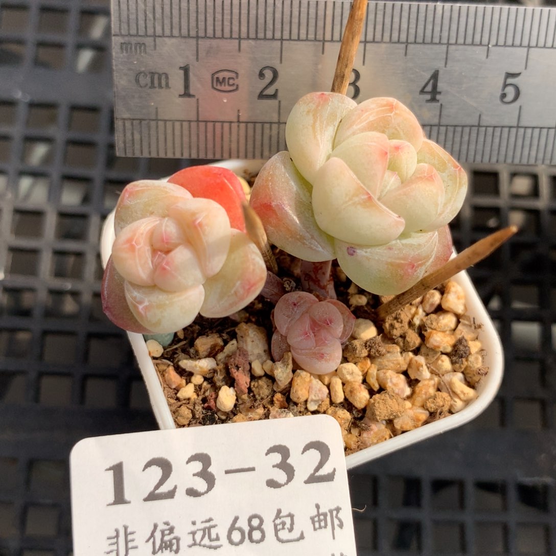 32。小长腿小脸糖心冰玉。