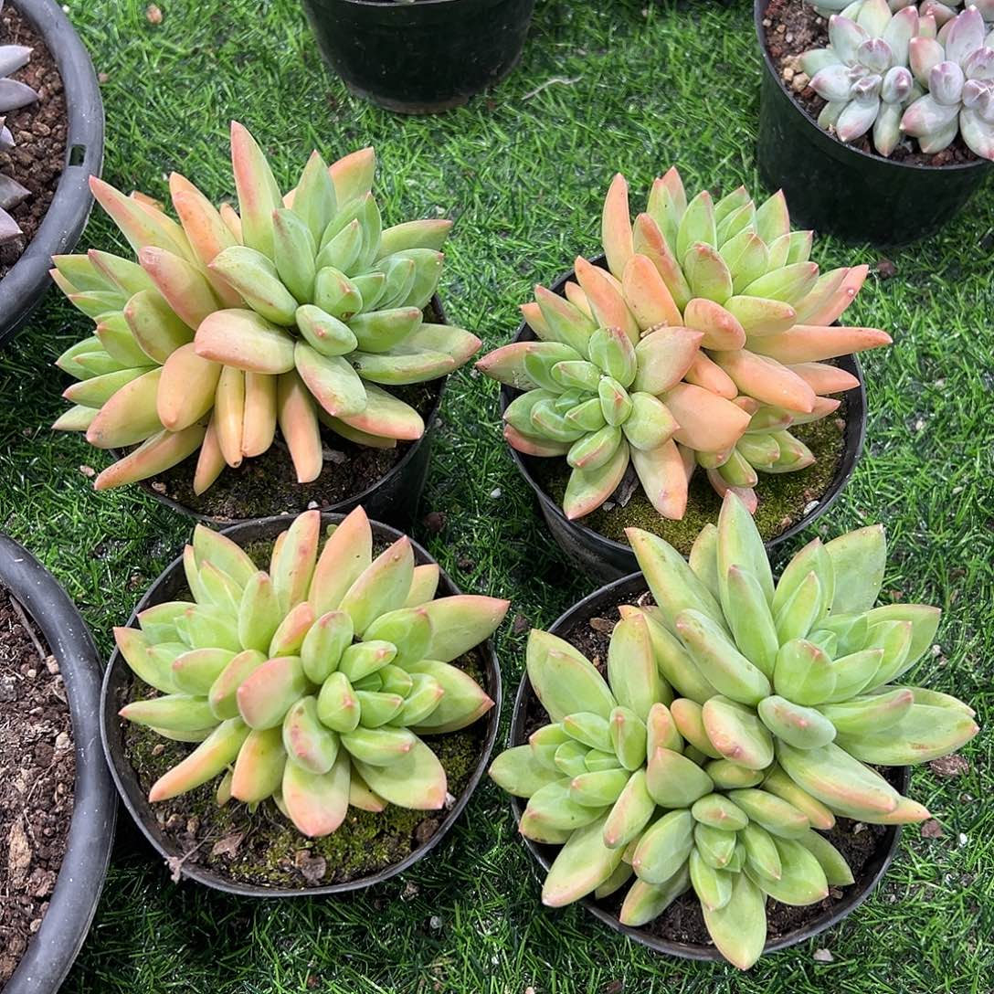 海洋之歌量拍随机发