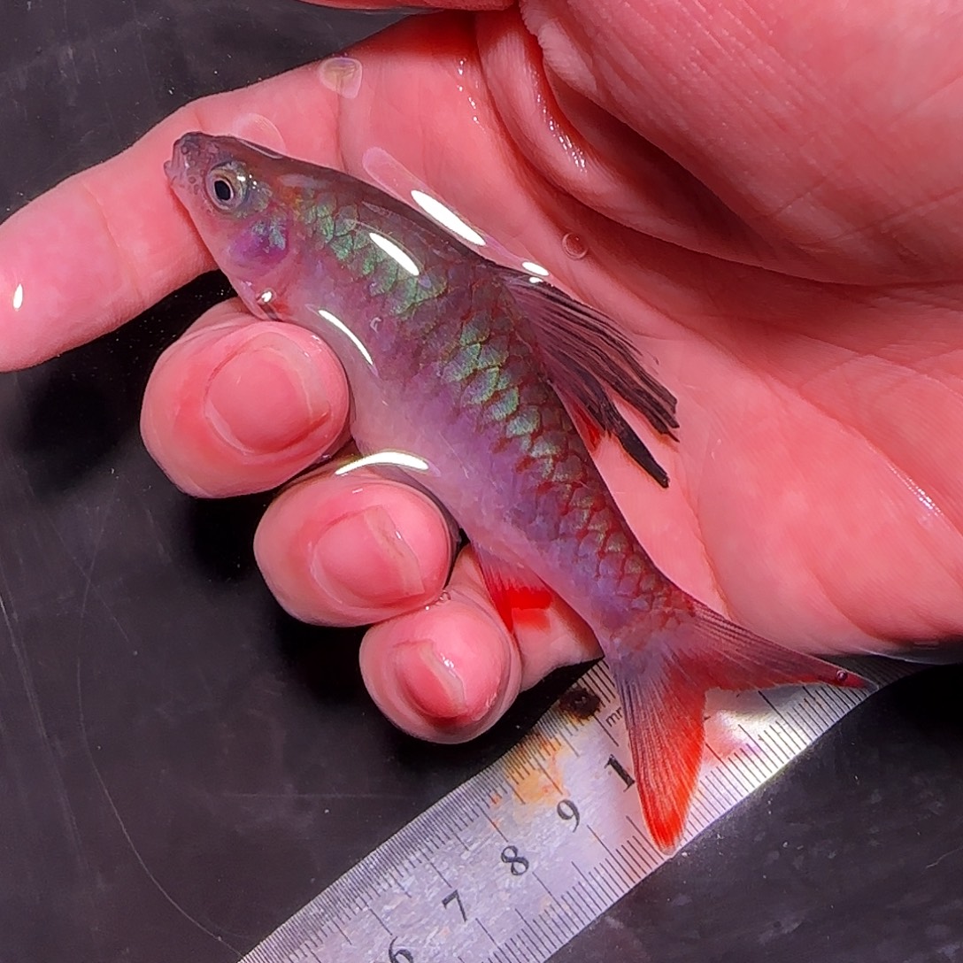 灯科鱼西高555555