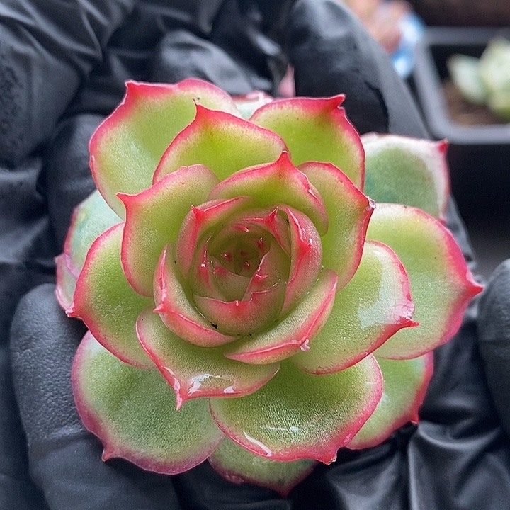 侧影玫瑰锦多肉植物