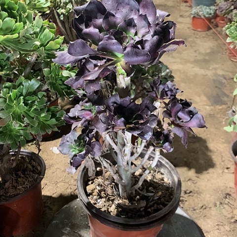 *****巫毒红酒杯法师35