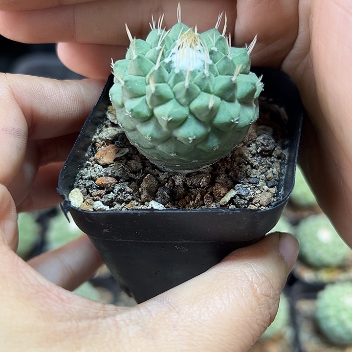 实生菊水3.2公分1颗