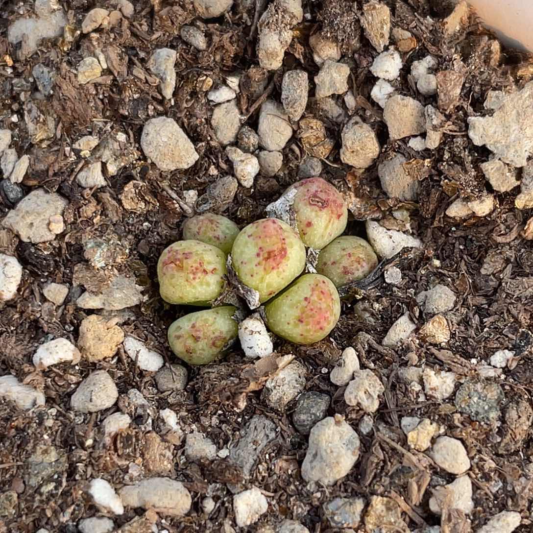 26-139斑马多肉植物