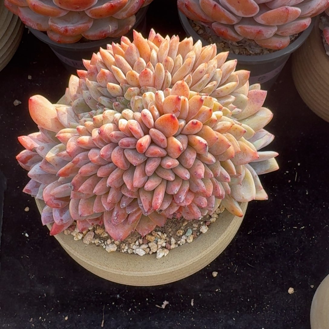 ～***～精美叶插自然缀，专拍链接。