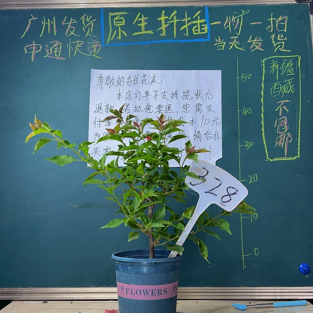 当前无花栽培后可以开花 热火桑巴  328