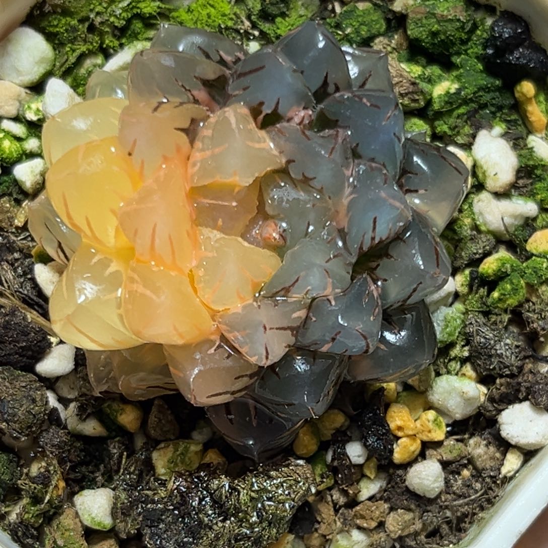 恭喜发财大吉大利853