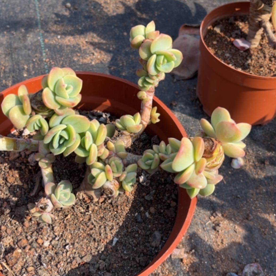 【闪购商品】顺**羊白凤