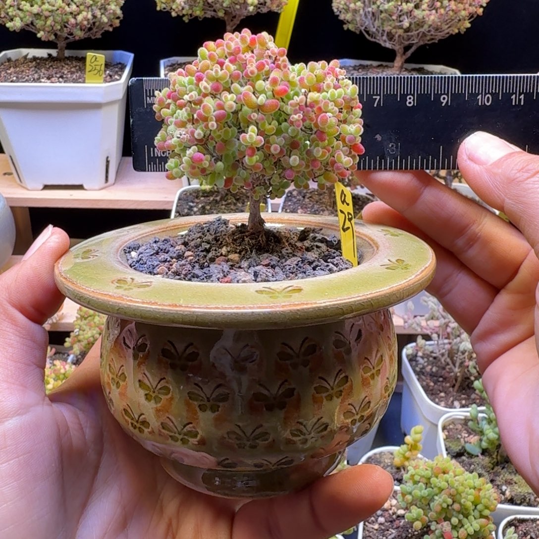 a29号蜜橘冠服6厘米左右带盆发