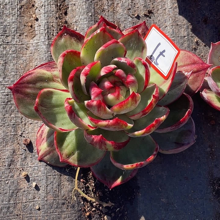 15/：//////////////