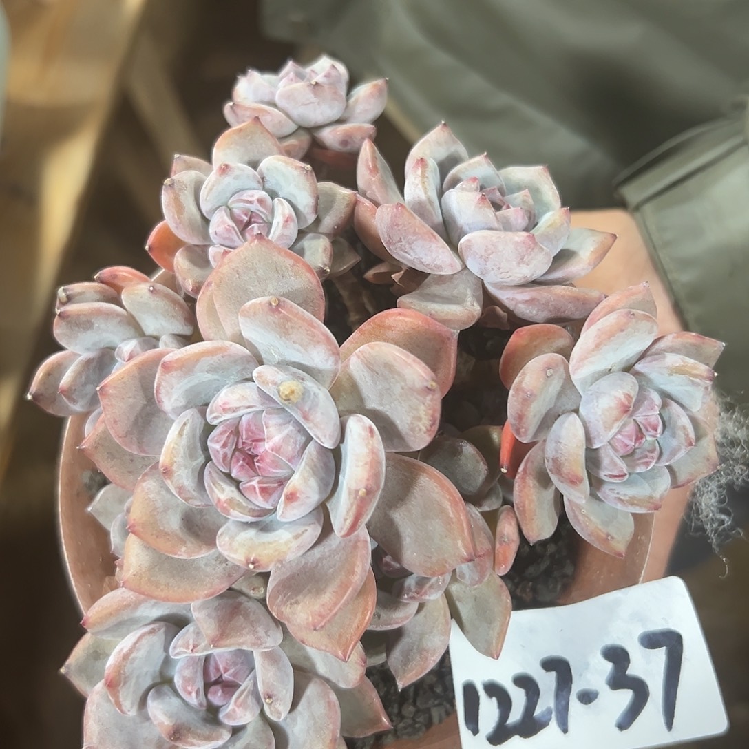 1227-37星影多头多肉植物