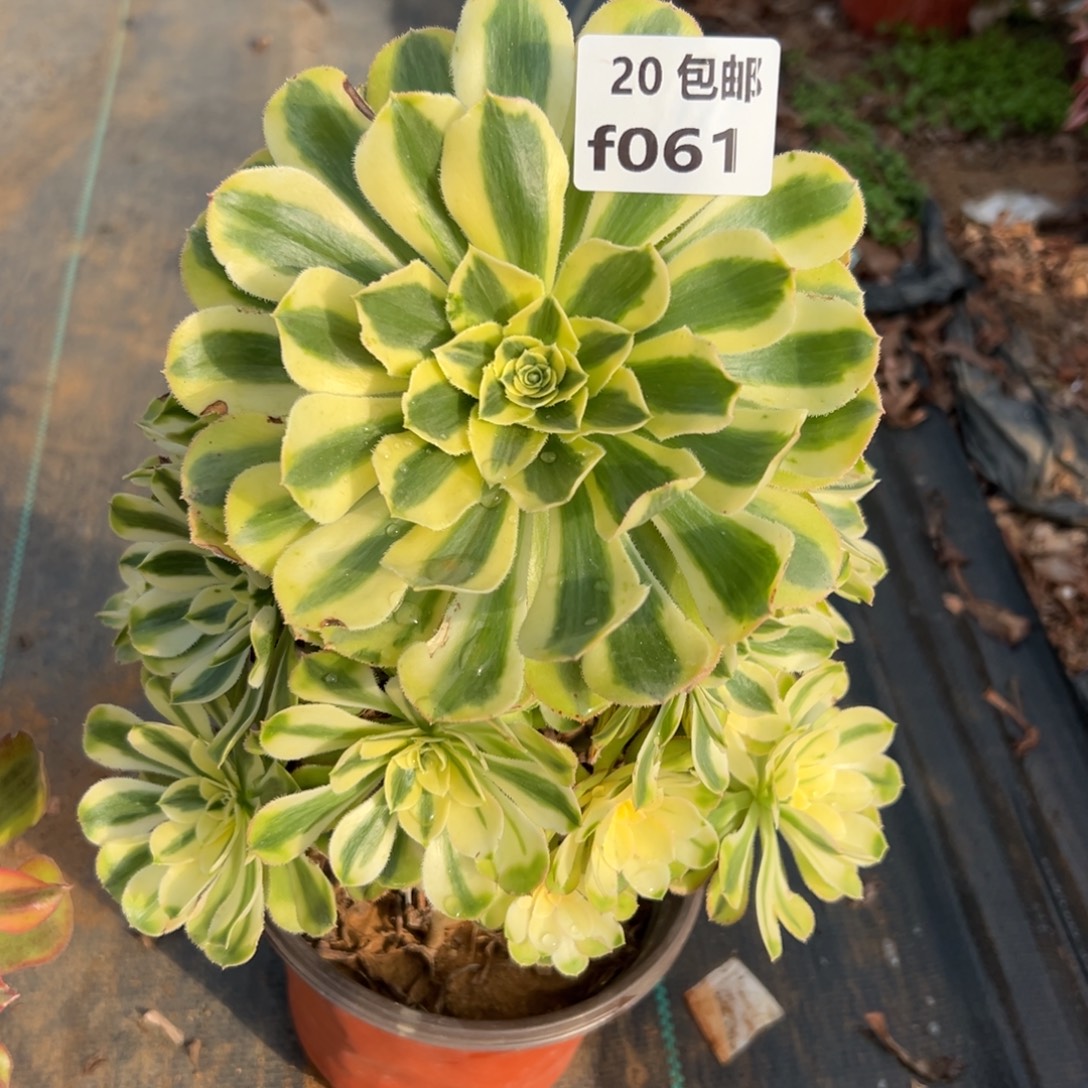 061白兰地，满20包邮嘟叮熊