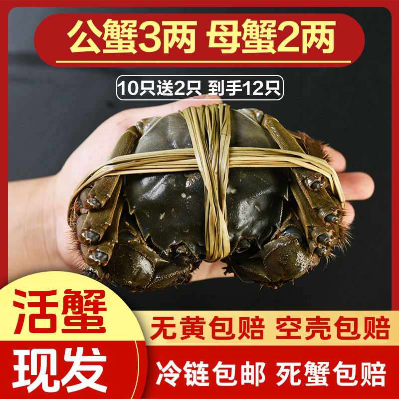 【活蟹】大闸蟹螃蟹鲜活现货公蟹3两母蟹2两10只送2只共12只 礼盒装